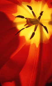 Tulip Interior